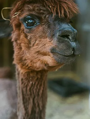 Ca.Stella Farm-Camino Spinirolo - Tenda